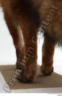 Red fox leg 0027.jpg